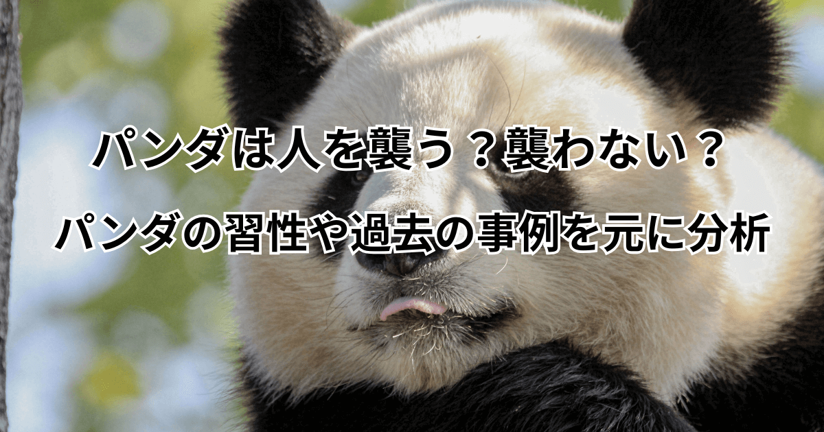 パンダは人を襲う？襲わない？パンダの習性や過去の事例を元に分析