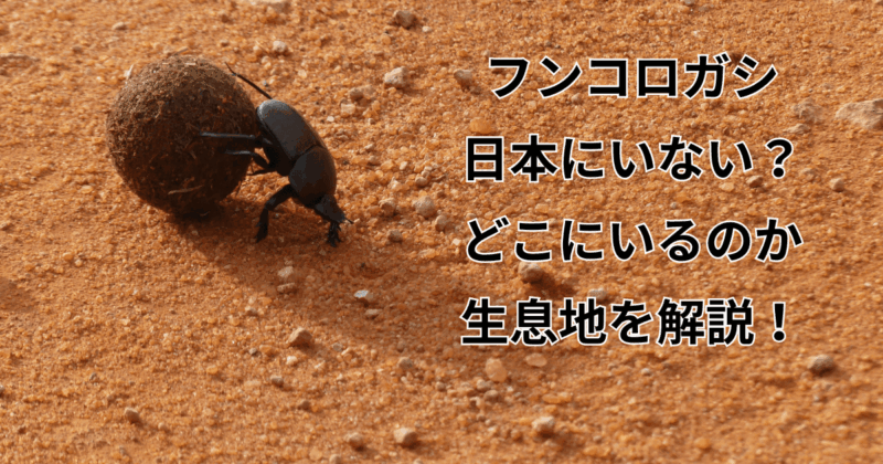 フンコロガシは日本にいない？どこにいるのか生息地を解説！