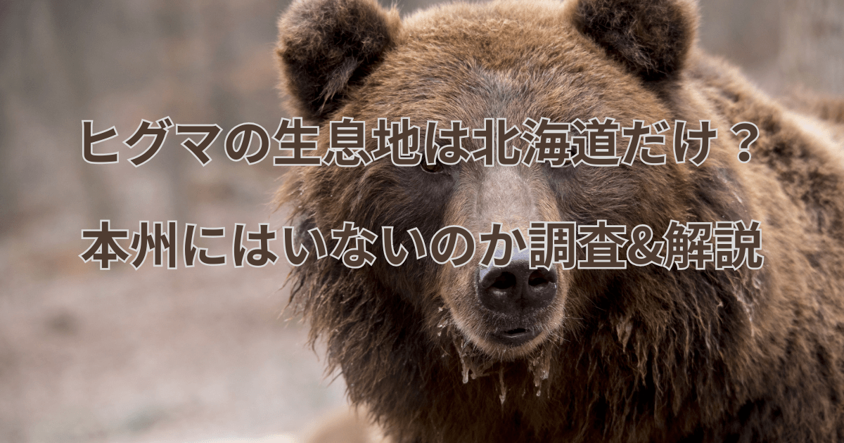 ヒグマの生息地は北海道だけ？本州にはいないのか調査&解説