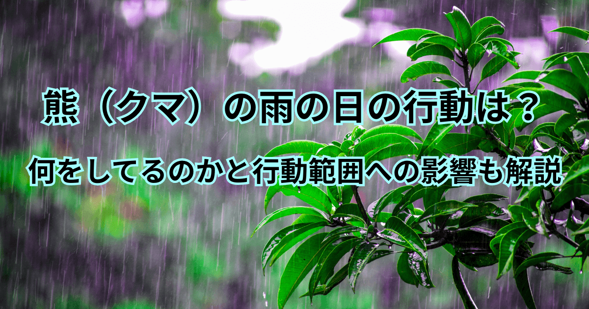 熊（クマ）の雨の日の行動は？何をしてるのかと行動範囲への影響も解説