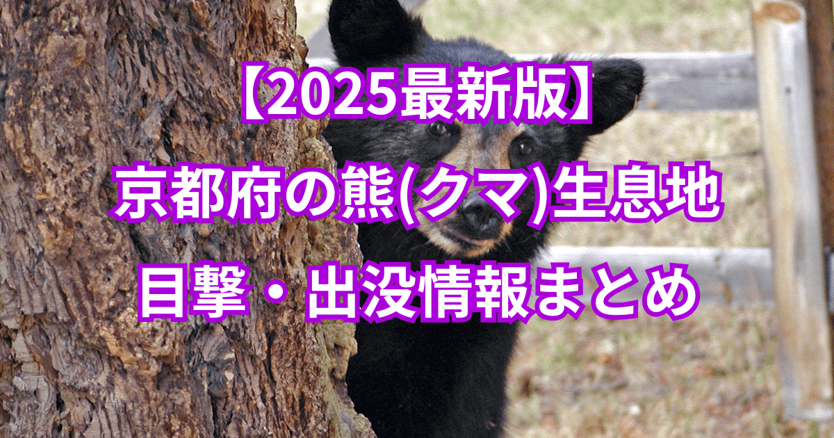 【2025最新】京都府の熊(クマ)生息地と目撃・出没情報まとめ