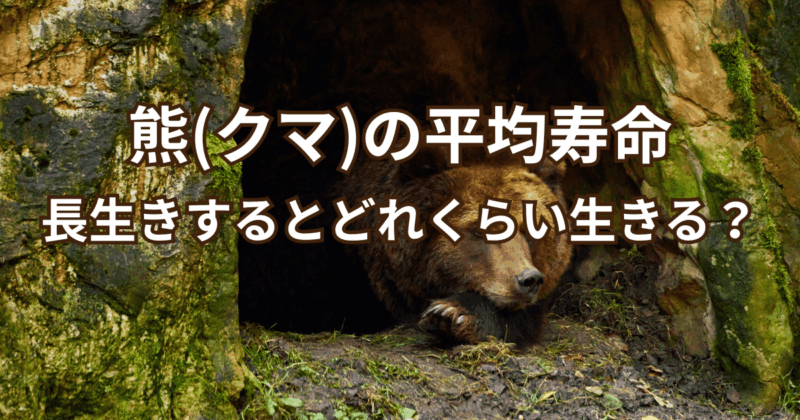 熊（クマ）の寿命：平均寿命と長生きするとどれくらい生きるかについて解説