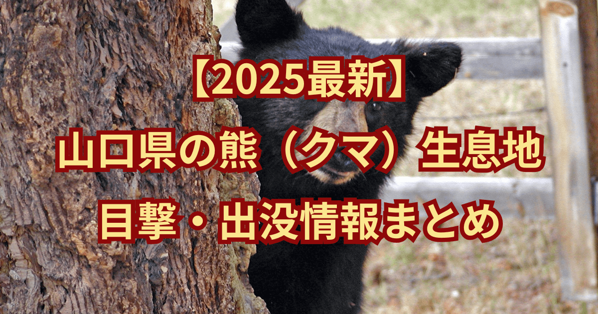 【2025最新】山口県の熊(クマ)生息地と目撃・出没情報まとめ